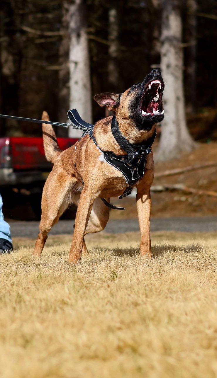 Handler and Malinois in protection work